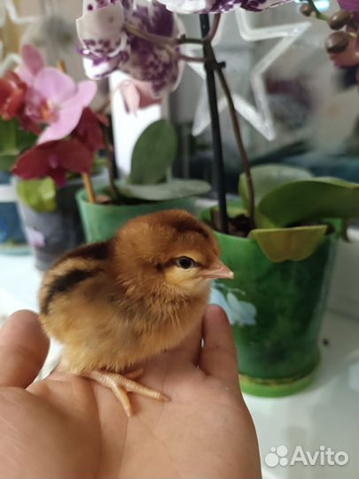 Цыпленок доминант