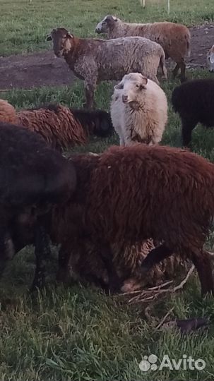 Бараны живым весом
