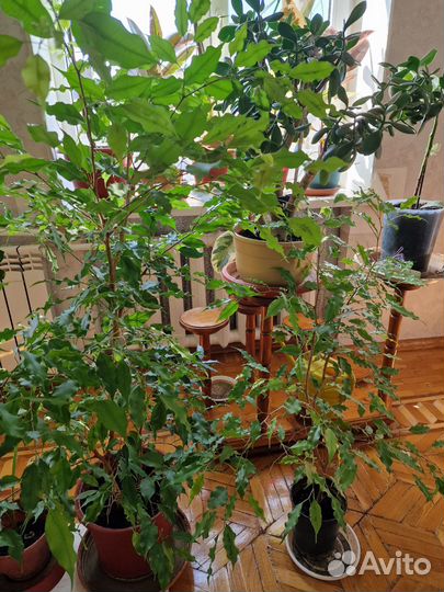 Фикус Бенджамина пестролистный