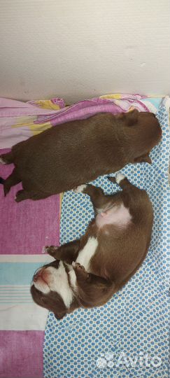 Щенки чихуахуа