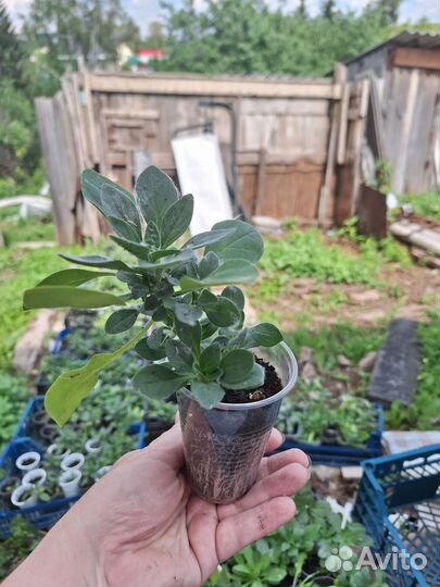 Петуния в стаканчиках