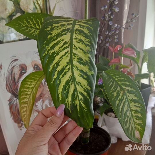 Диффенбахия