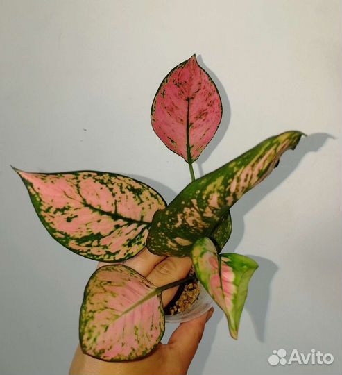 Подростки и детки аглаонем