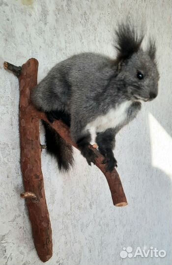 Имитация чучело белки