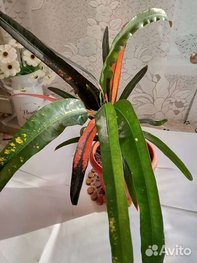 Кротон светофор