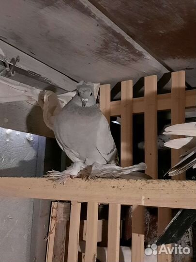 Продажа голубей