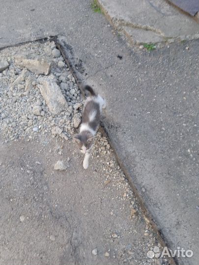 В Добрые руки котёнок девочка 2 месяца