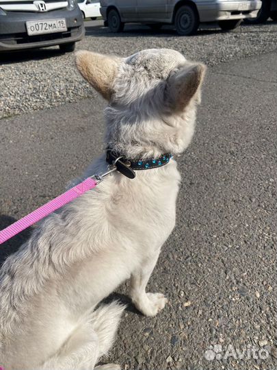 Найдена собачка