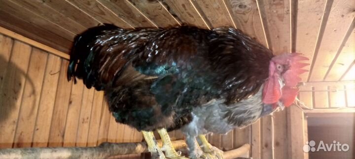 Куры петухи