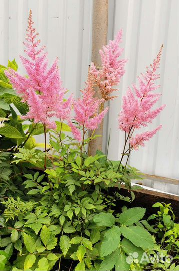 Астильба розовая именно этот куст