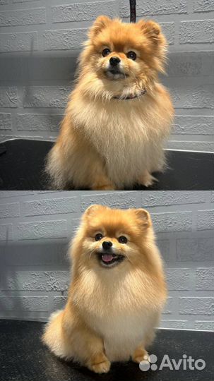 Грумер, экспресс линька собак