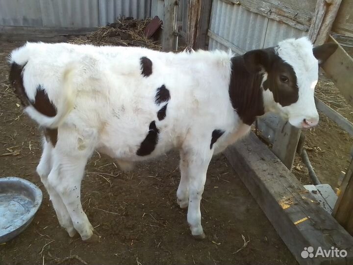 Телочка бычок