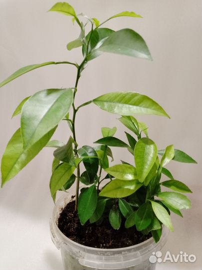 Апельсиновое дерево, лимон