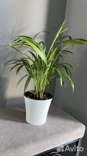 Пальма арека