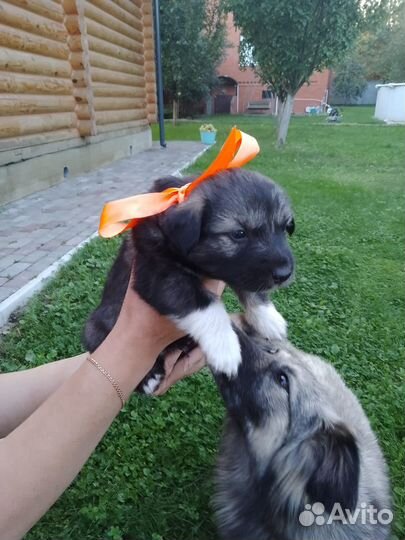 Щенки в добры руки
