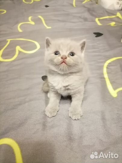 Британские котята