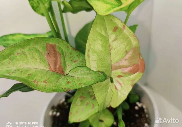 Комнатные растения цветы