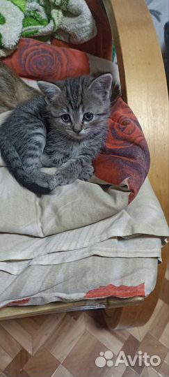 Британские котята