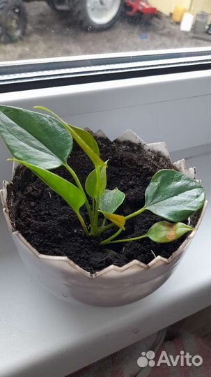 Домашние цветы