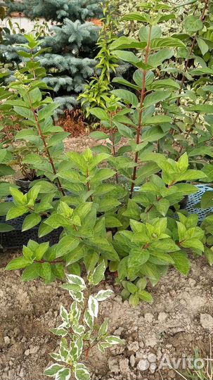 Гортензия метельчатая