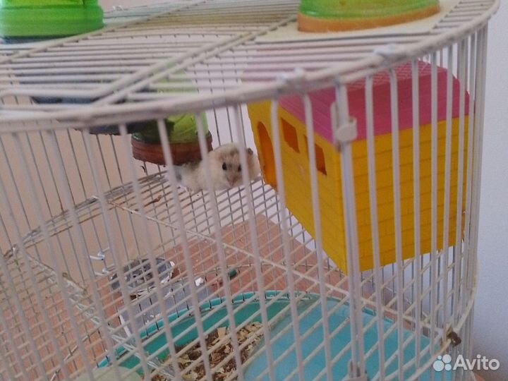 Клетка для грызунов бу