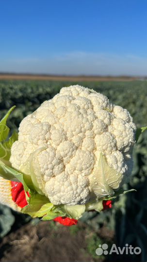Цветная капуста оптом