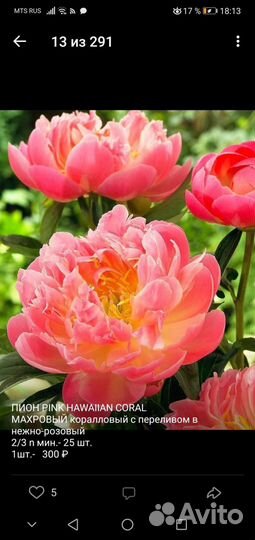 Пионы саженцы