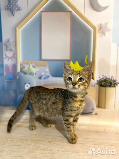 Девочка 3 месяца привита