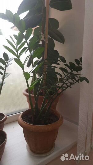 Замиокулькас