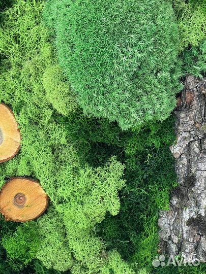 Картина из стабилизированного мха 60х80
