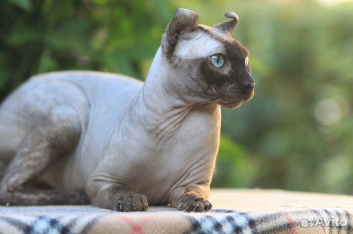 Шикарный кот Эльф на вязку