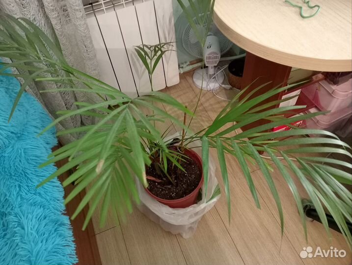 Пальма хамедорея