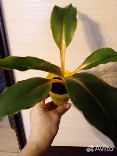 Хлорофитум