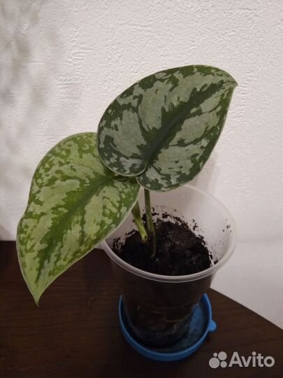 Сциндапсус