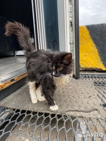 Котик в добрые руки