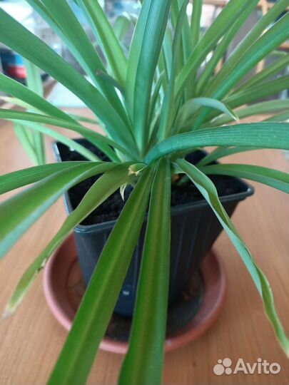 Хлорофитум