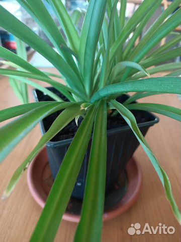 Хлорофитум