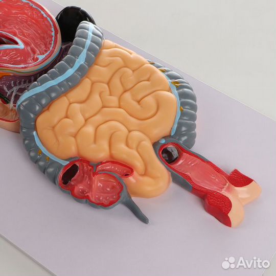 Макет 'Пищеварительная система человека' 90*32см