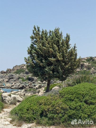 Можжевельник, разные виды, семена