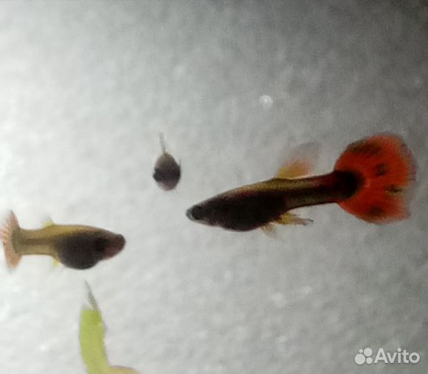 Рыбки гуппи