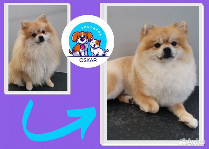 Груминг/стрижка/вычёсывание/купание кошек и собак