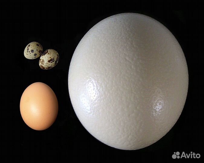 Яйцо страуса