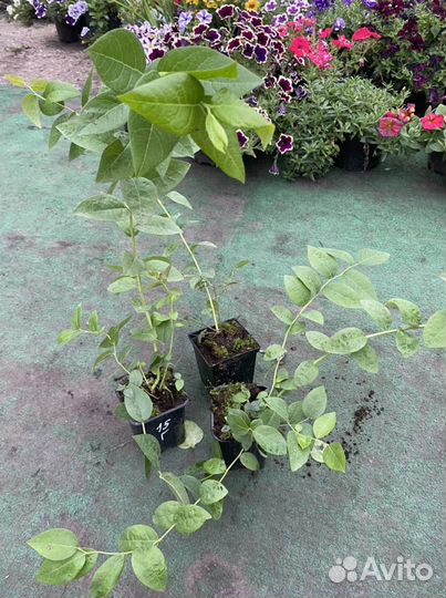 Саженцы голубики