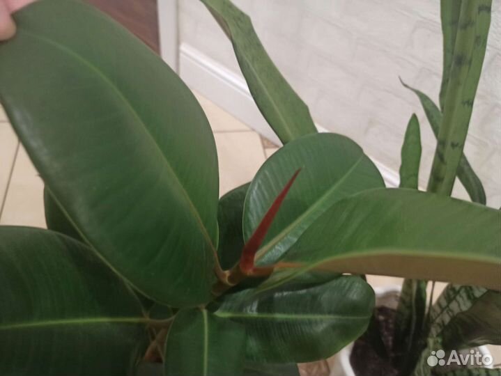 Комнатные растения