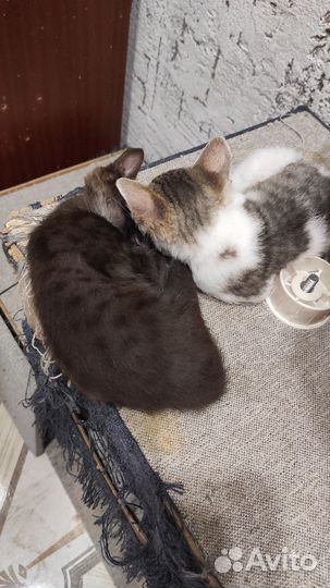 Котята Донской сфинкс