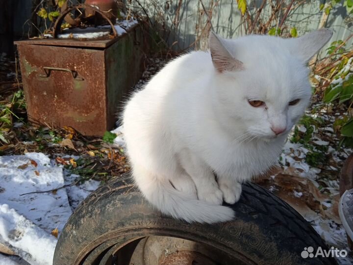 Кошка кот с доставкой