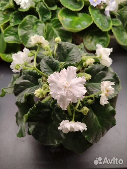 Сортовые фиалки цветущие