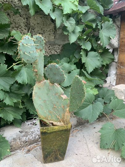 Опунция - род растений семейства Кактусовые