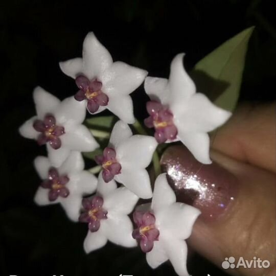 Хойя Белла комнатный цветок