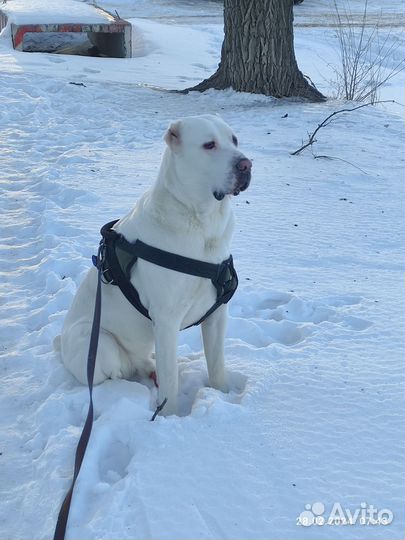 Среднеазиатская овчарка сао. Алабай. вязка